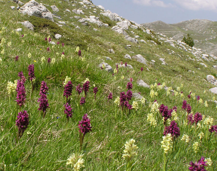 Dactylorhiza sambucina / Orchide sambucina